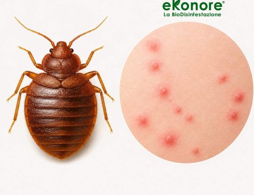 Reazione Allergica alle Cimici dei Letti: Sintomi, Rischi e Quando Preoccuparsi