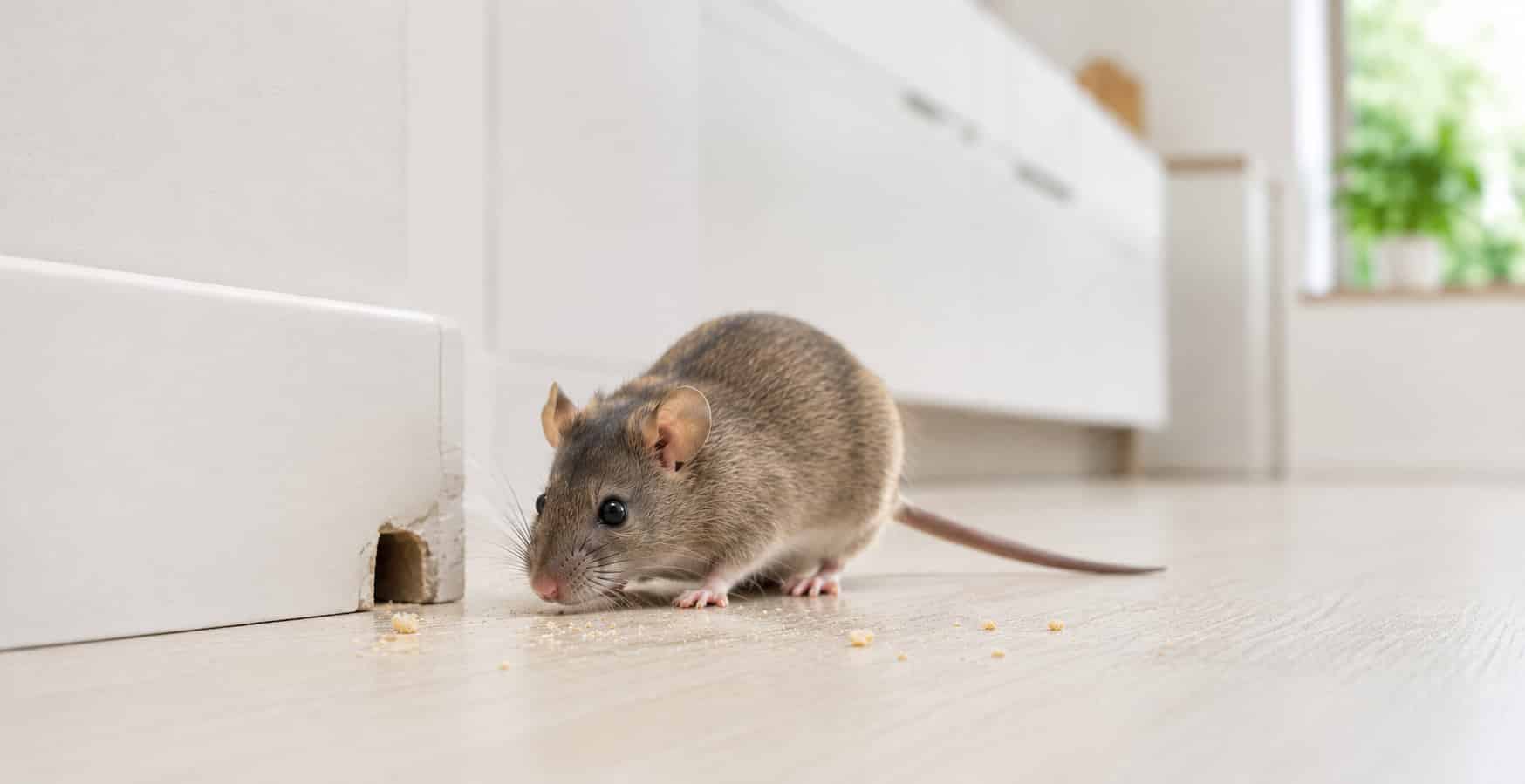 Maus in der Wohnung – Anzeichen eines Nagerbefalls