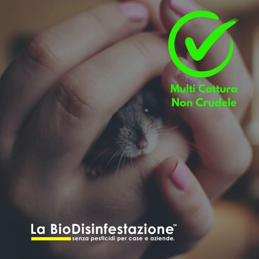 monitoraggio infestanti haccp derattizzazione monitoraggio infestanti haccp derattizzazione