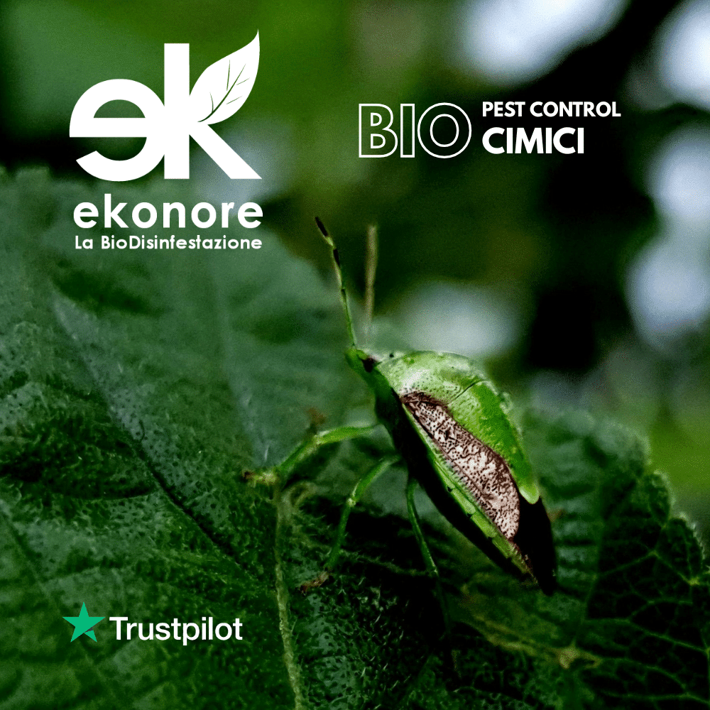 Disinfestazione Cimici Verdi delle Piante disinfestazione bio cimici