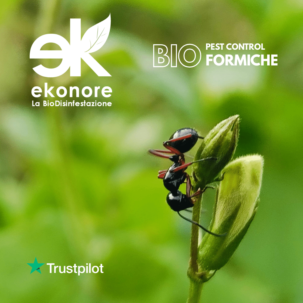 disinfestazione-formiche-2 Bio Disinfestazione Vespe e Calabroni Rimozione Nidi