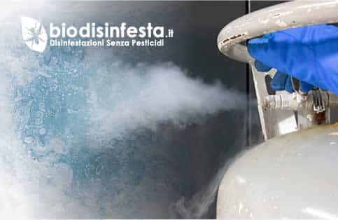 Disinfestazione acaro del tarlo ad azoto liquido Disinfestazione acaro del tarlo ad azoto liquido