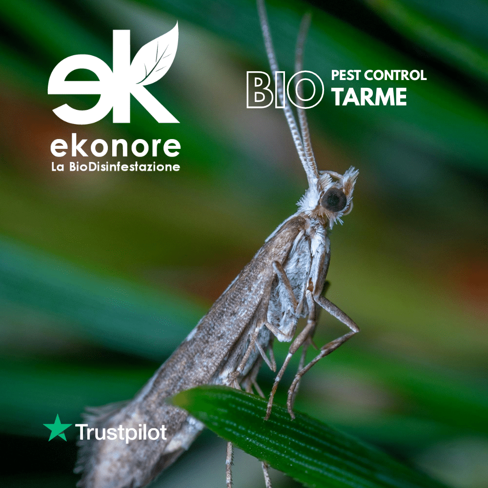 disinfestazione-tarme-intro disinfestazione zanzare pest control bio