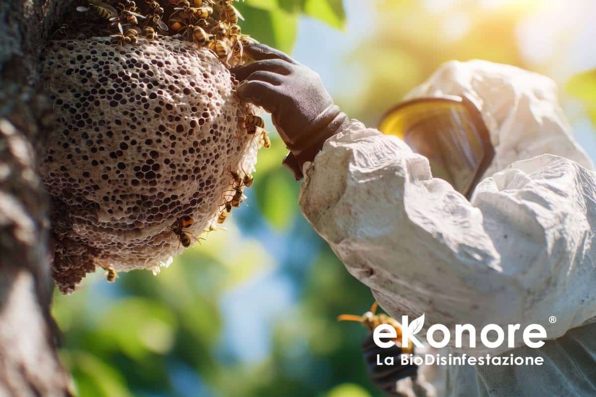 Rimozione Nidi Vespe e Calabroni Bio Disinfestazione Senza Pesticidi Rimozione Nidi Vespe e Calabroni Bio Disinfestazione Senza Pesticidi