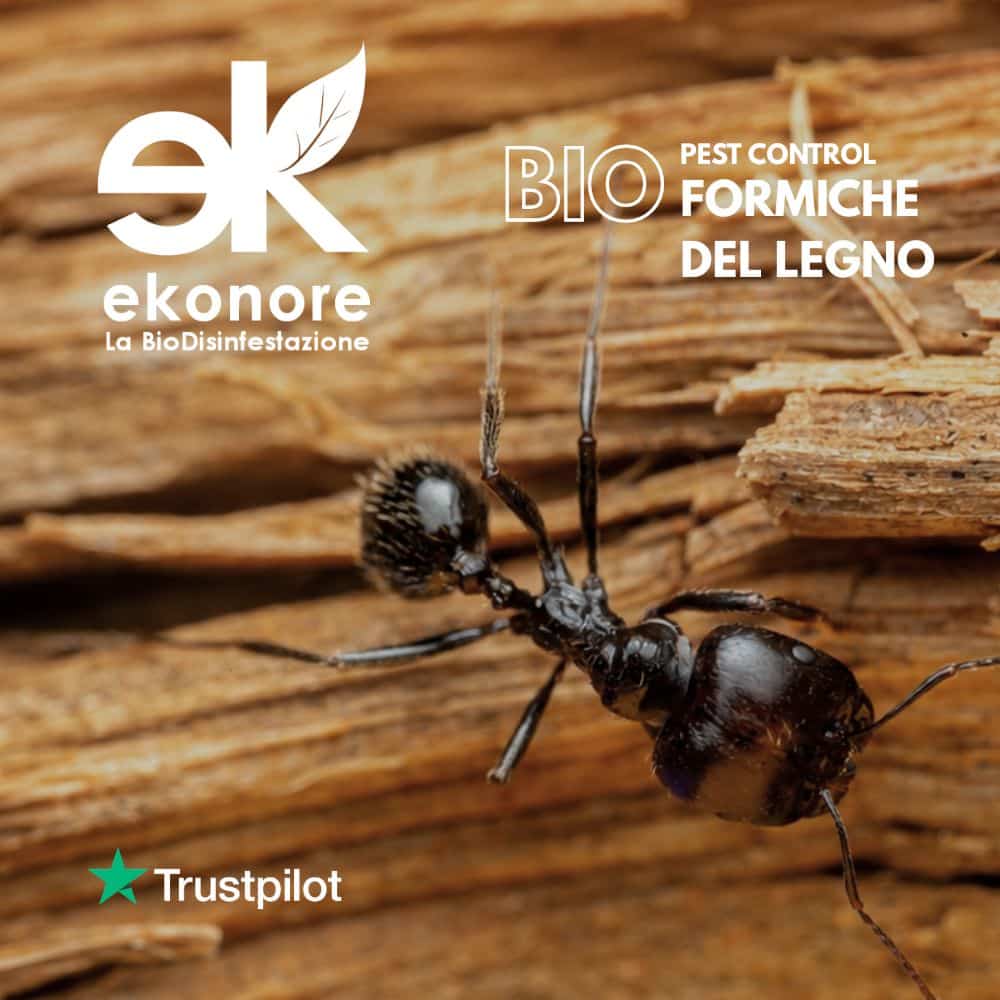 disinfestsazione formiche del legno carpentiere bio disinfestazione senza pesticidi Disinfestsazione formiche del legno carpentiere Bio disinfestazione senza pesticidi