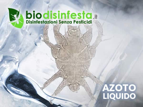 Disinfestazione acaro del tarlo del legno ad azoto Eliminare l'acaro del tarlo pyemotes