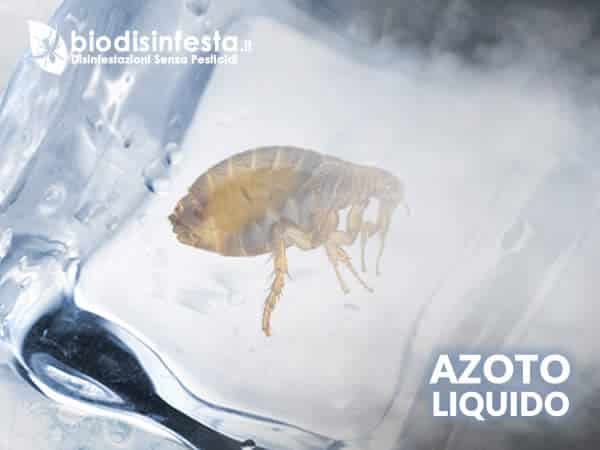 Eliminare le pulci con una disinfestazione professionale Come eliminare le pulci disinfestazione azoto