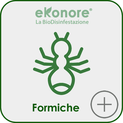 Disinfestazione formiche senza pesticidi