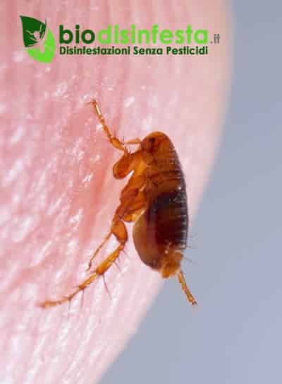 punture di pulci nel letto come riconoscerle punture di pulci nel letto come riconoscerle