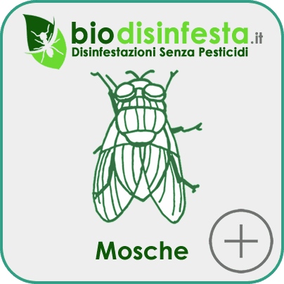 Disinfestazione mosche