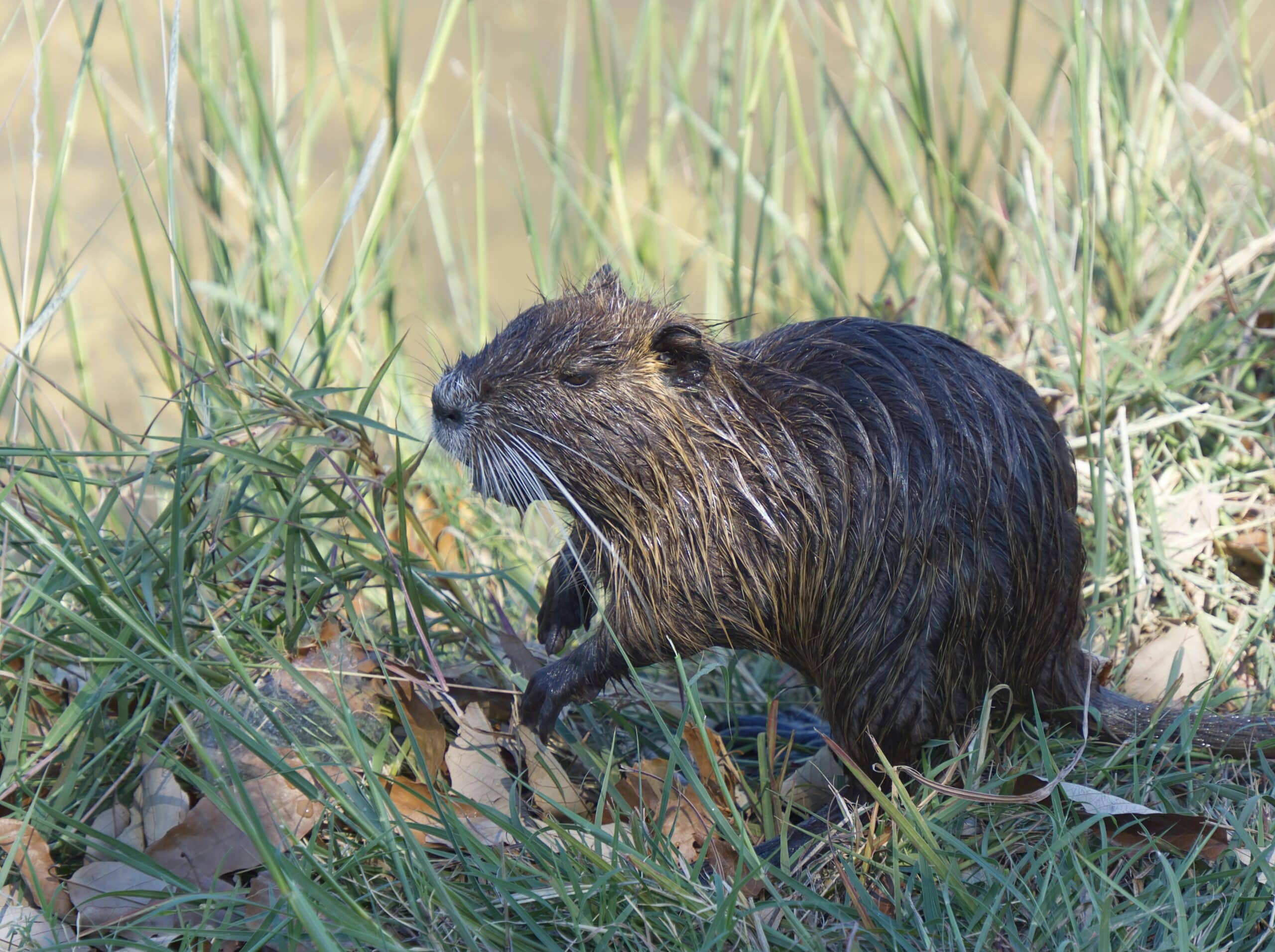 Nutria, wasserlebendes Nagetier – Nutria-Bekämpfung