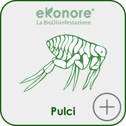 Disinfestazione pulci senza veleni ne pesticidi