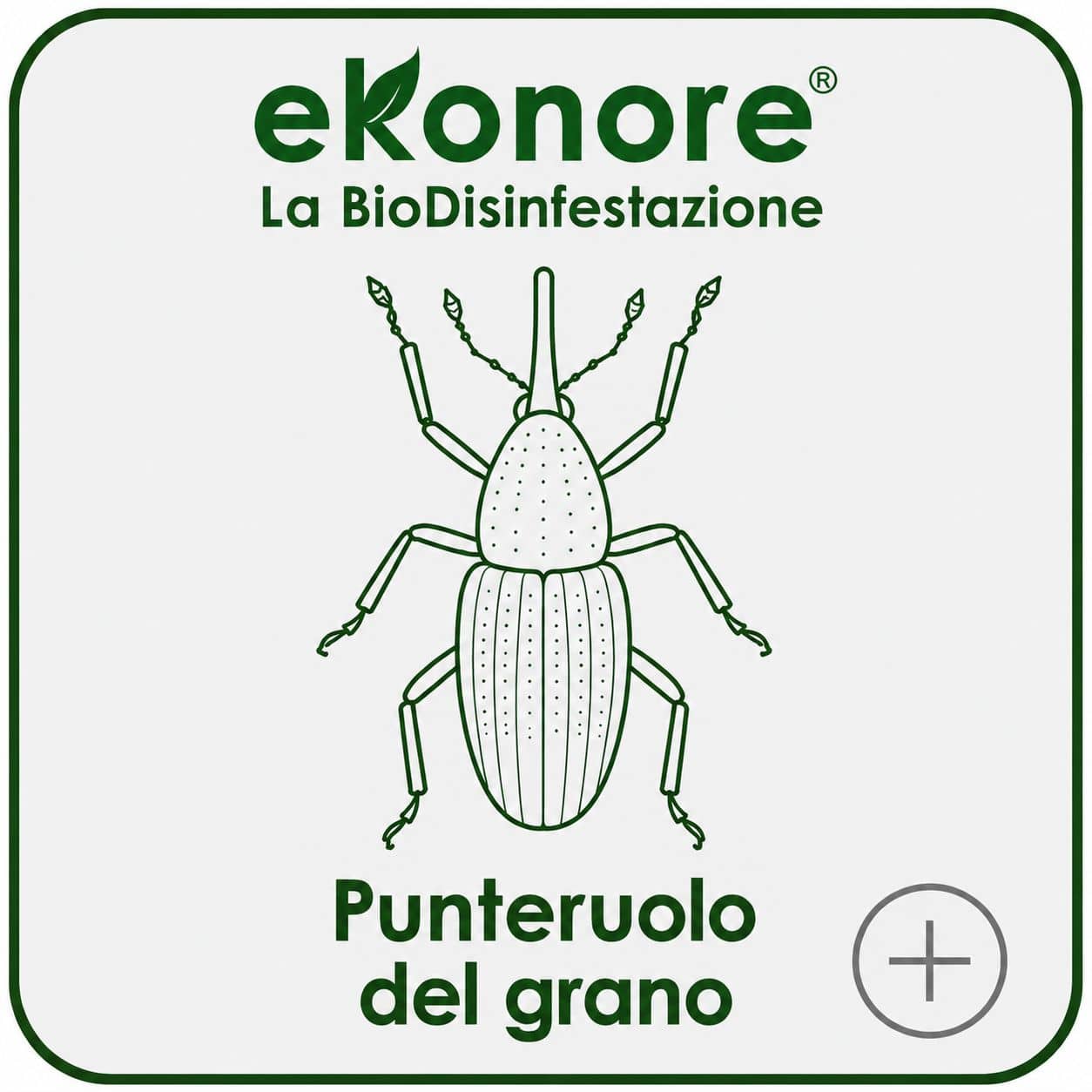 Punteruolo del grano infestante dei cereali in stoccaggio