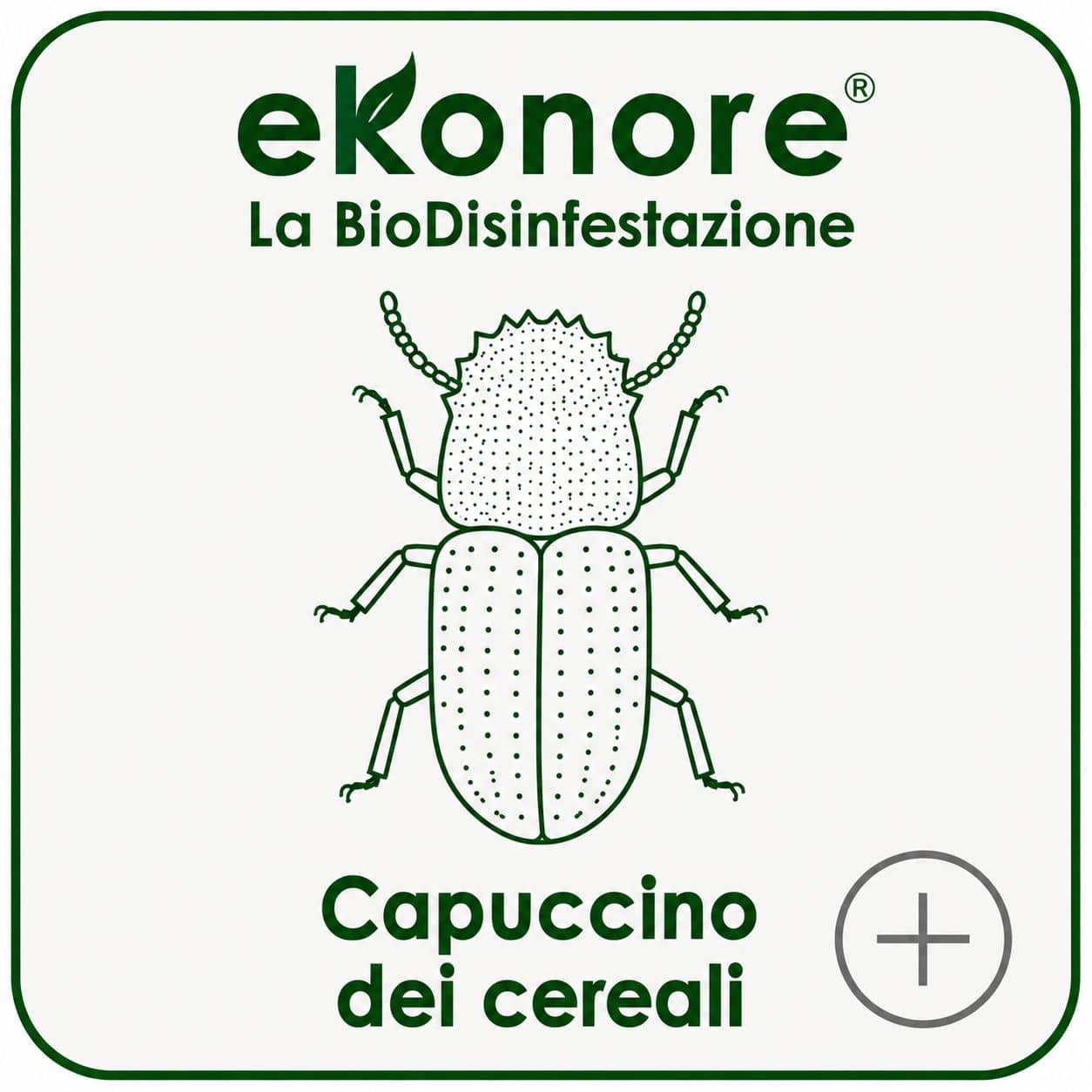 Capuccino dei cereali infestante delle derrate alimentari