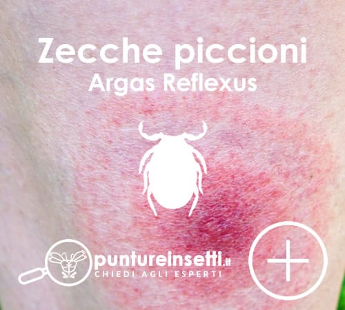 Riconoscere le punture delle zecche e parassiti dei piccioni