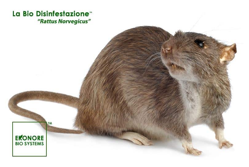 Rattus Norvegicus ratto delle fogne Rattus Norvegicus ratto delle fogne