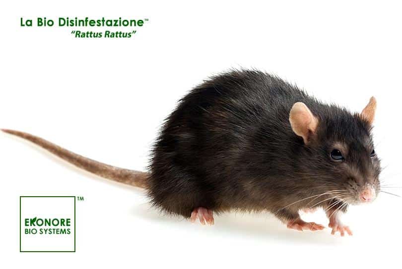 rattus-rattus Rattus Rattus