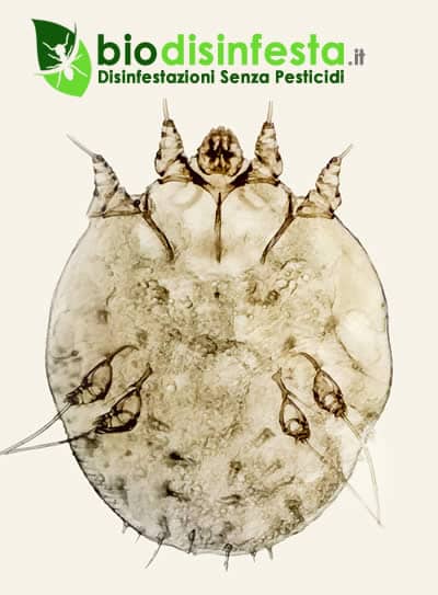 Sarcoptes scabiei acaro della scabbia disinfestazione Sarcoptes Scabiei Acaro Malattia della scabbia
