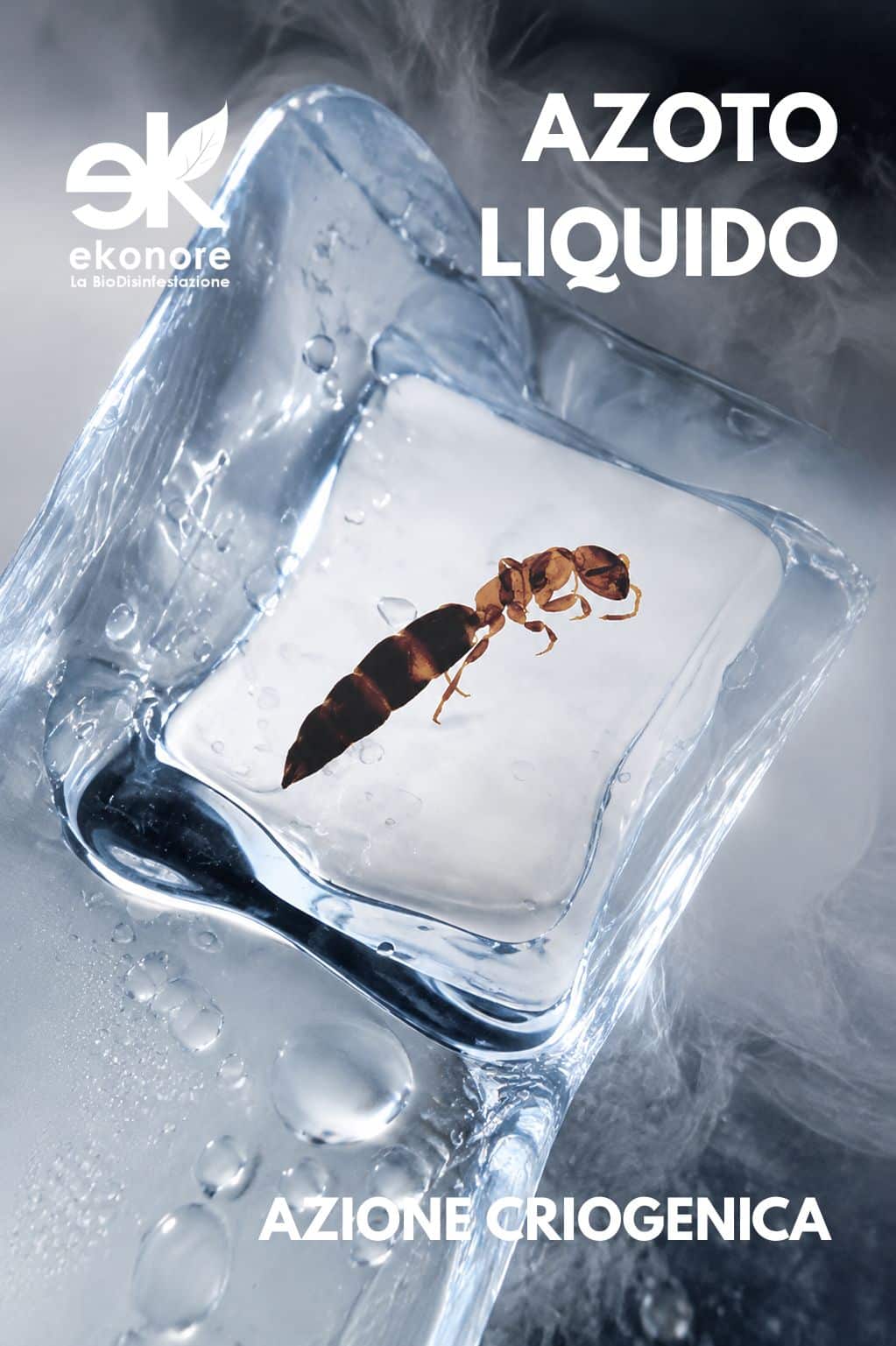 scleroderma domesticus disinfestazione ad azoto liquido bio scleroderma domesticus disinfestazione ad azoto liquido bio