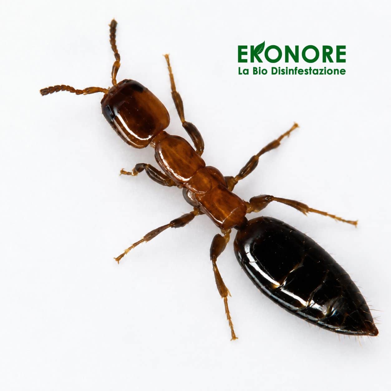scleroderma domesticus disinfestazione scleroderma domesticus disinfestazione