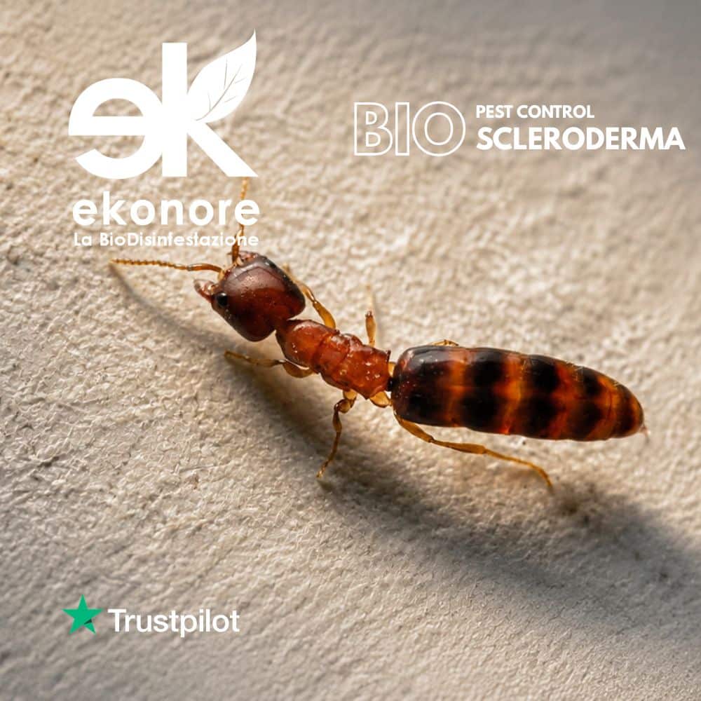 scleroderma domesticus ekonore bio disinfestazione scleroderma domesticus ekonore bio disinfestazione