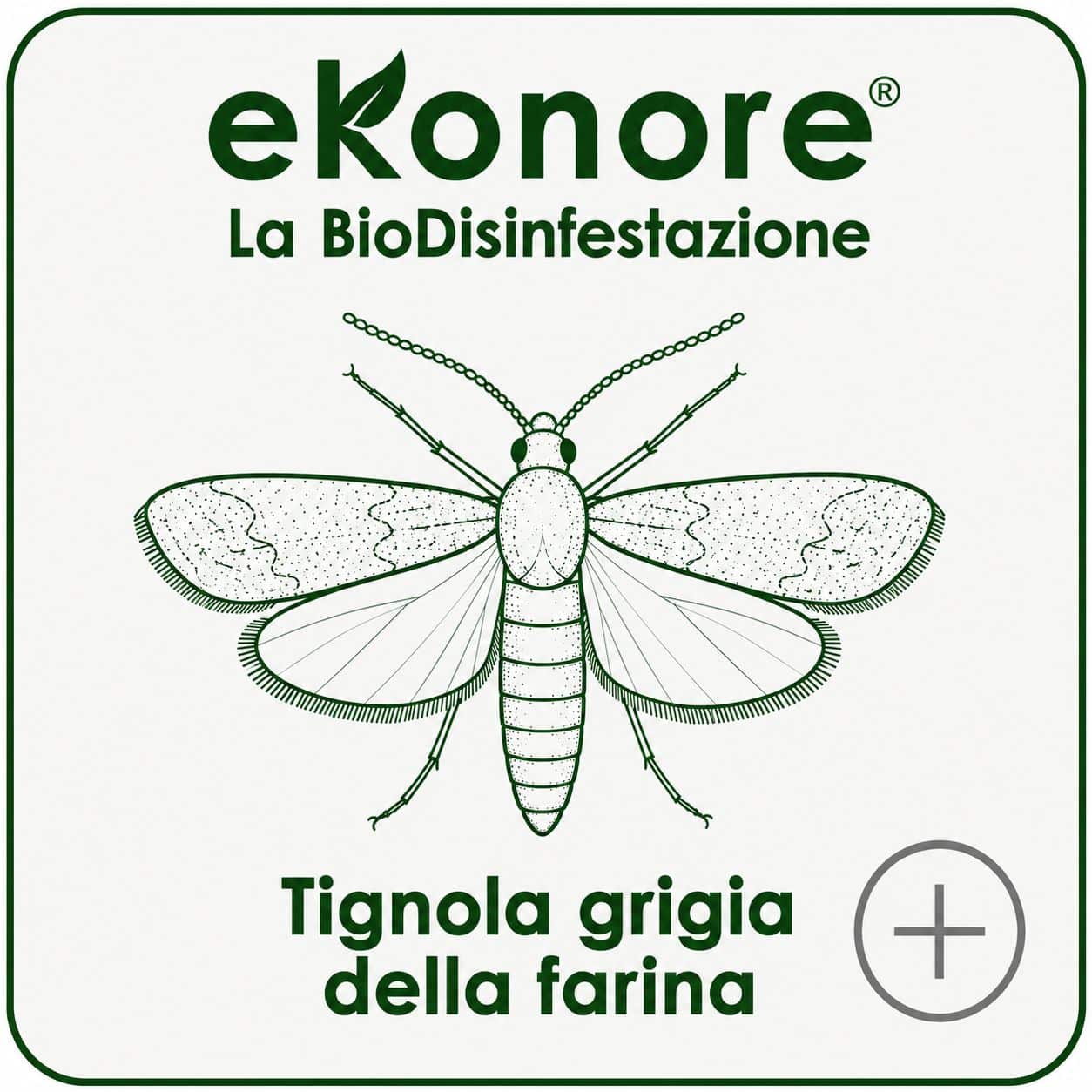 Tignola grigia della farina infestante delle farine e cereali