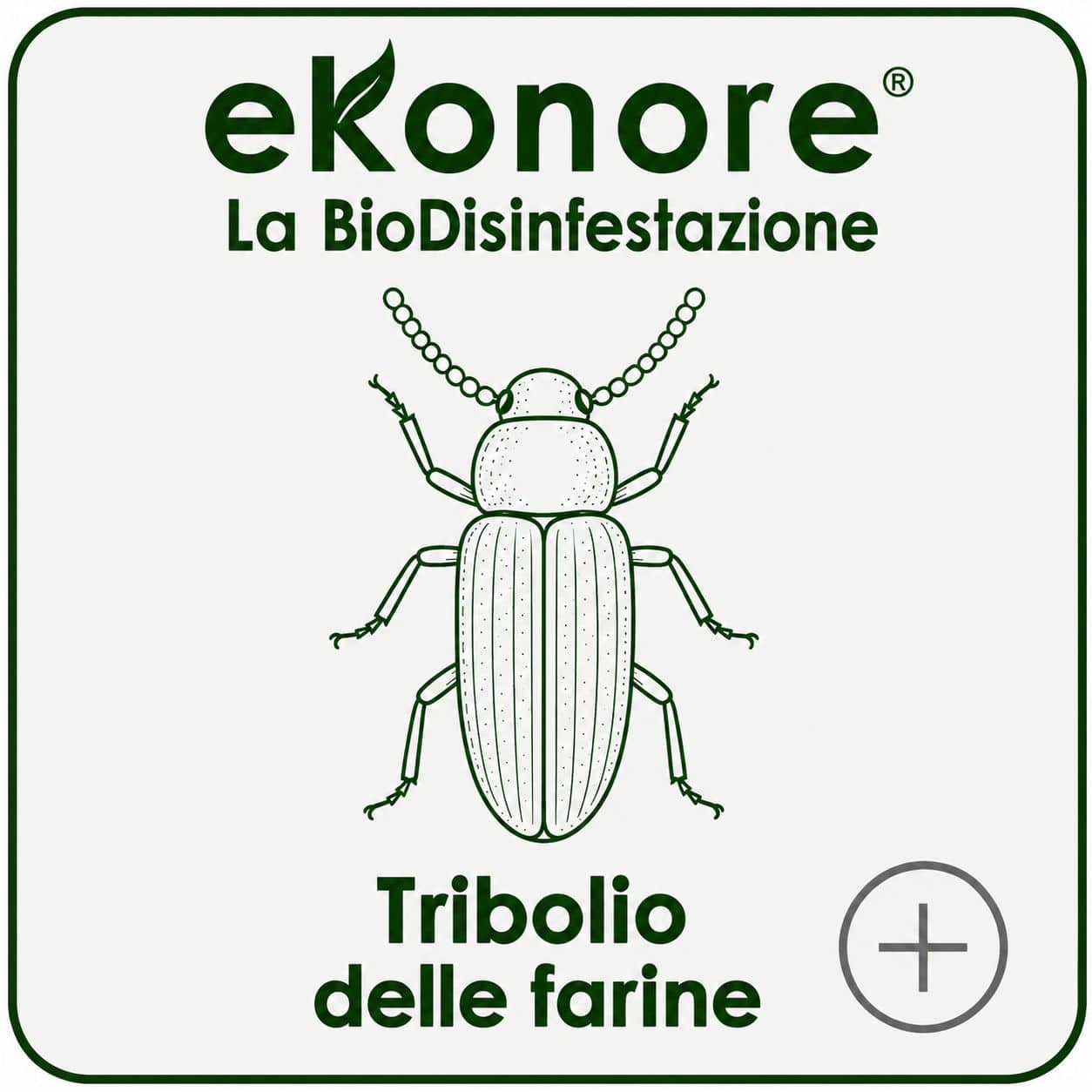 Tribolio delle farine infestante di farine e derrate cerealicole