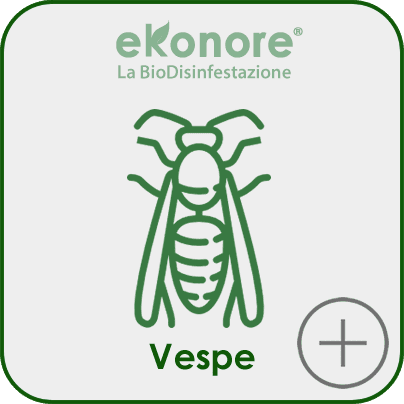 Disinfestazione vespe calabroni rimozione nidi
