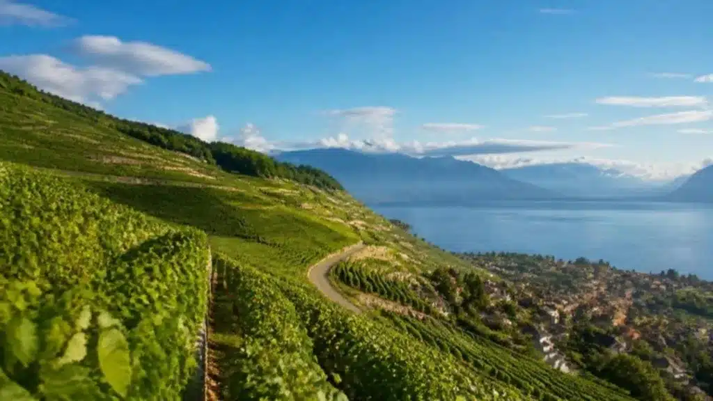 Cantine e vigneti – Boudry